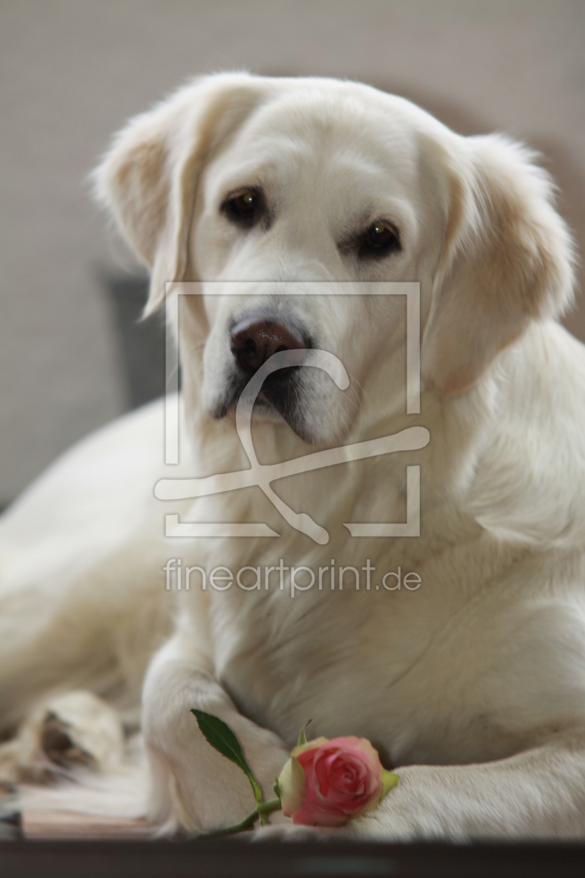 Bild-Nr.: 9635040 Golden Retriever (meine Cassy) erstellt von andy2902