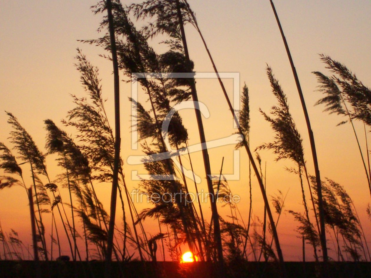 Bild-Nr.: 9635816 Abendgräser erstellt von Marion227