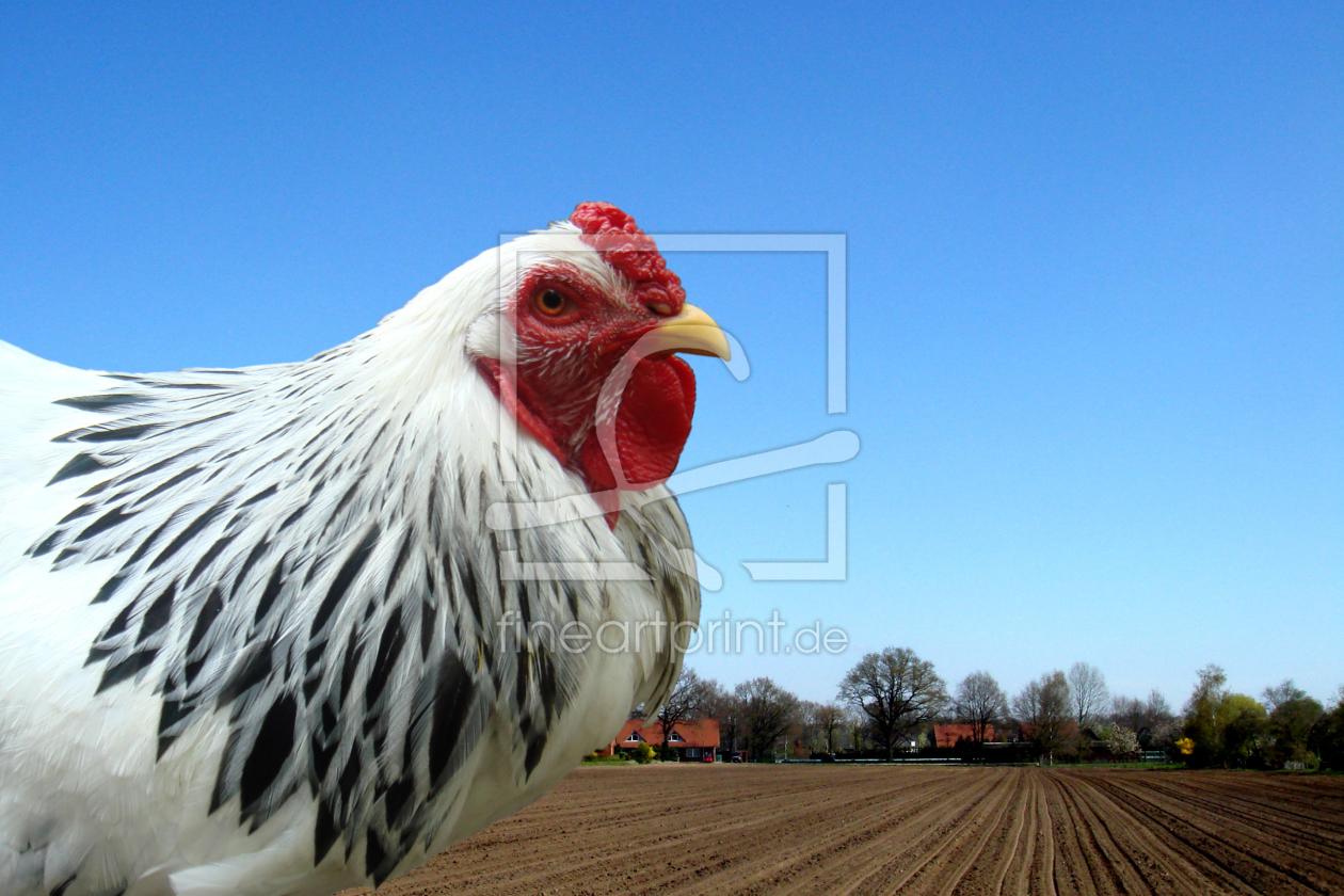 Bild-Nr.: 9636352 Landleben (Fritzi, der Hahn) erstellt von yammay