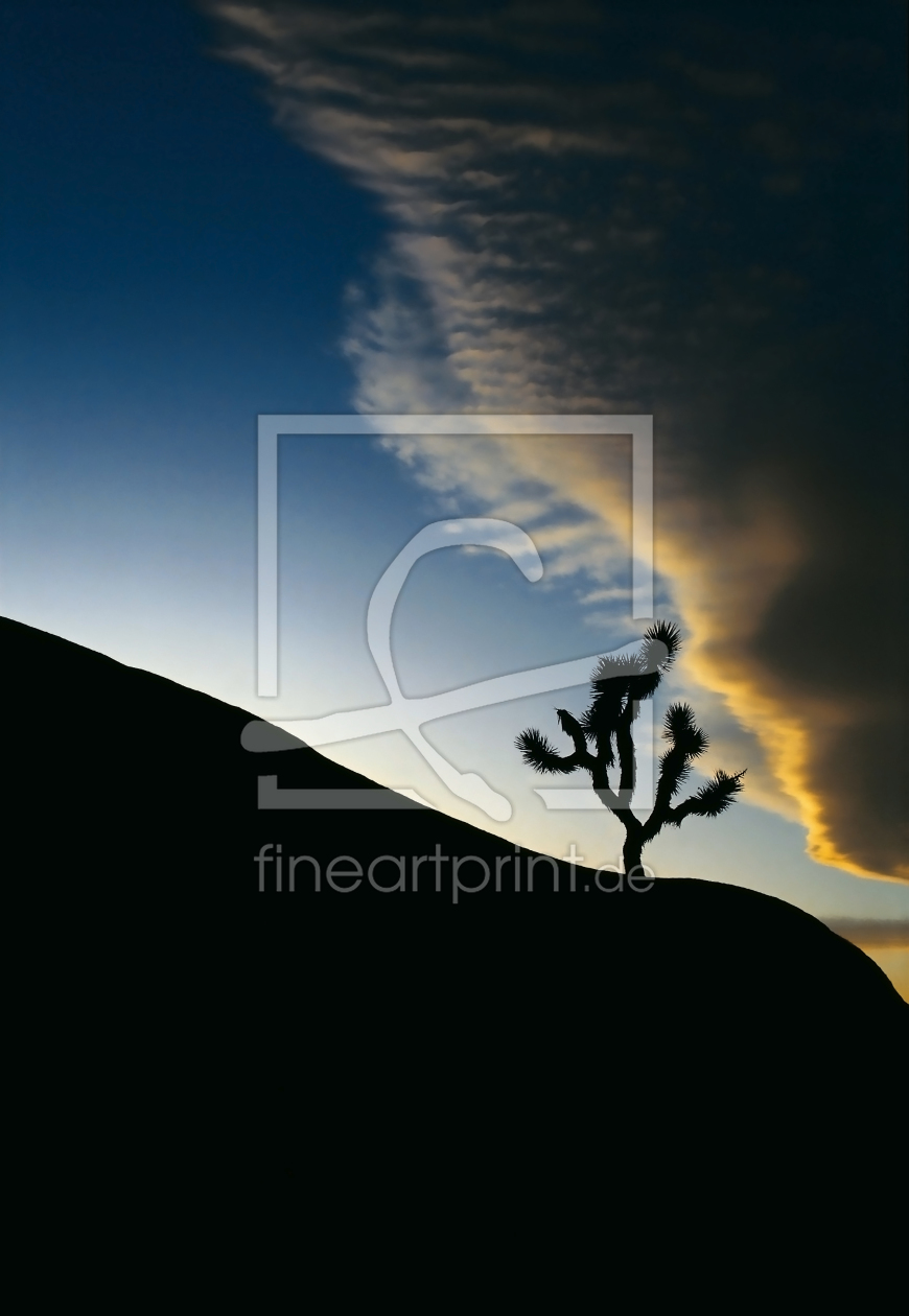 Bild-Nr.: 9638428 Joshua Tree erstellt von danielschoenen