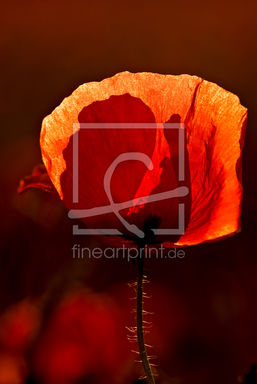 Bild-Nr.: 9638492 Mohnlicht erstellt von fotokunst-schmelzer