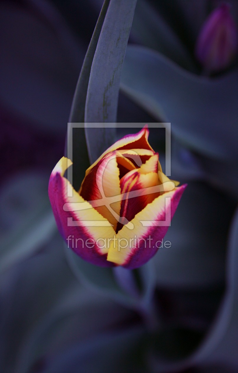 Bild-Nr.: 9639300 Tulpe erstellt von speedy-m86