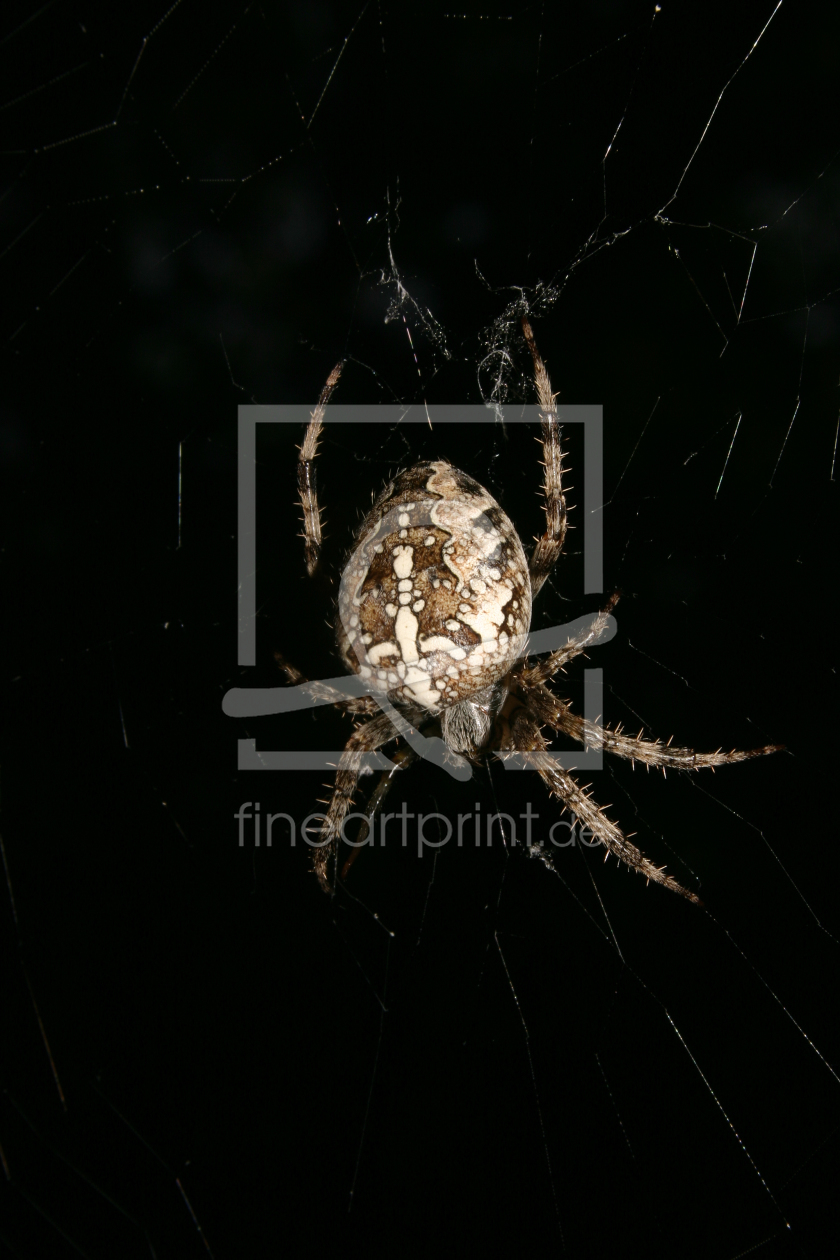 Bild-Nr.: 9639572 Gartenkreuzspinne (Araneus diadematus) erstellt von tdietrich