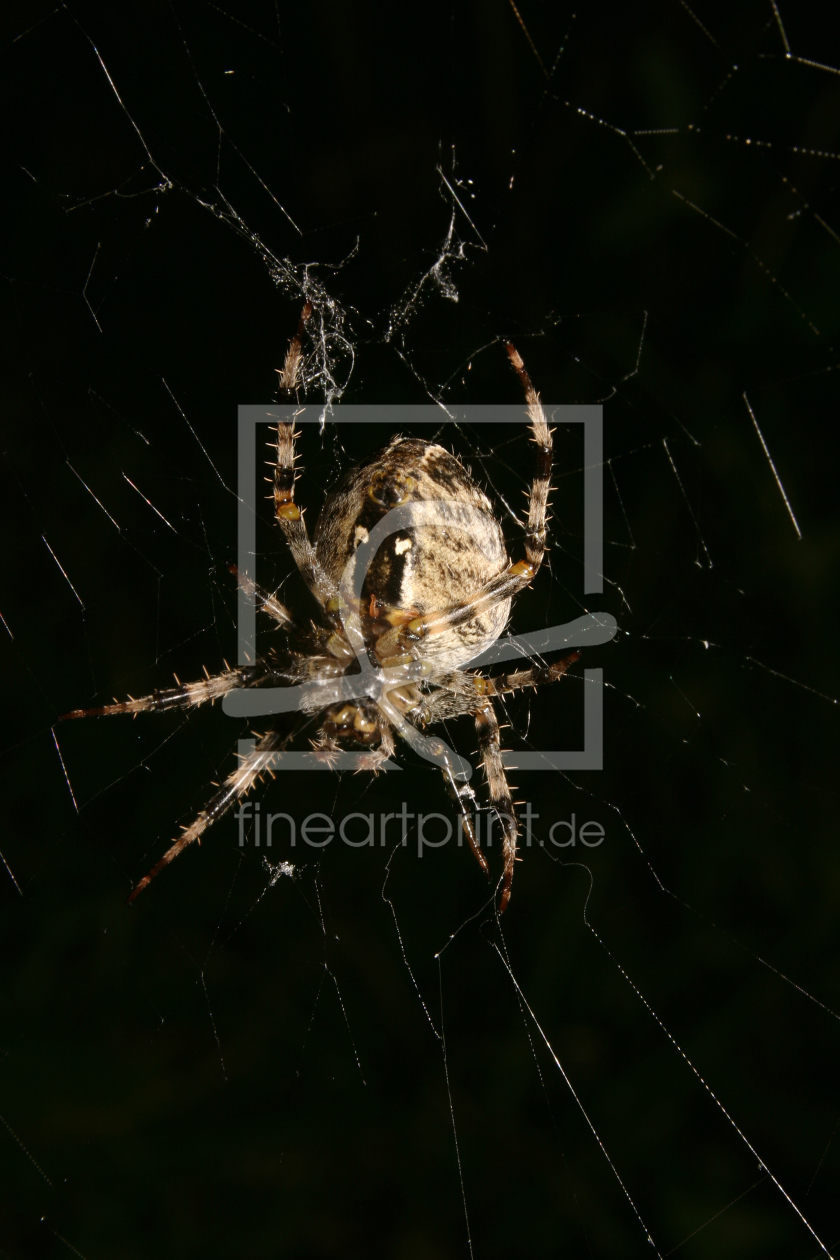 Bild-Nr.: 9639632 Gartenkreuzspinne (Araneus diadematus) erstellt von tdietrich