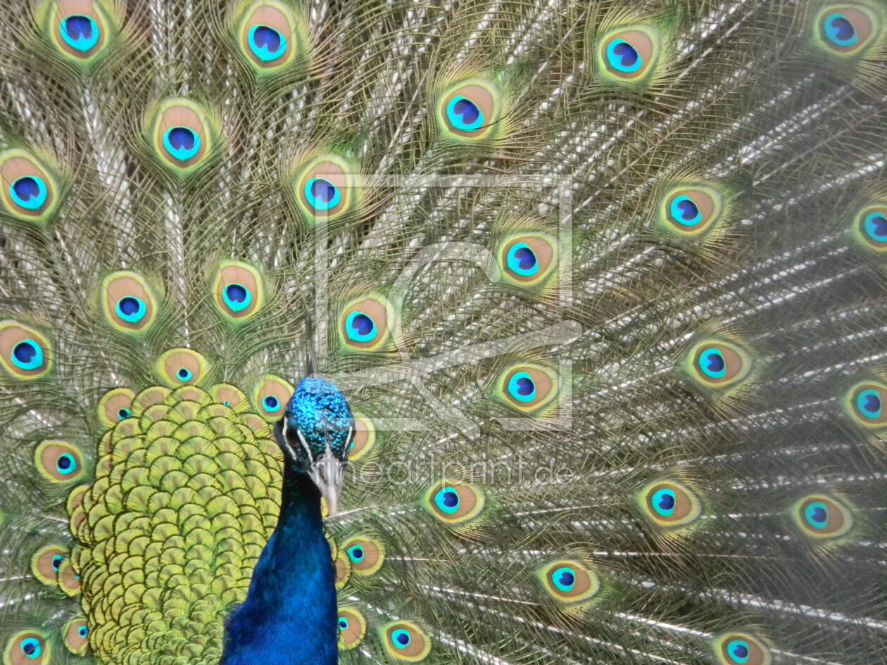 Bild-Nr.: 9640428 Pfau erstellt von luigi2010