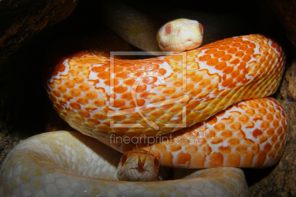 Bild-Nr.: 9640710 Kornnattern (Pantherophis guttatus), Zuchtformen erstellt von tdietrich