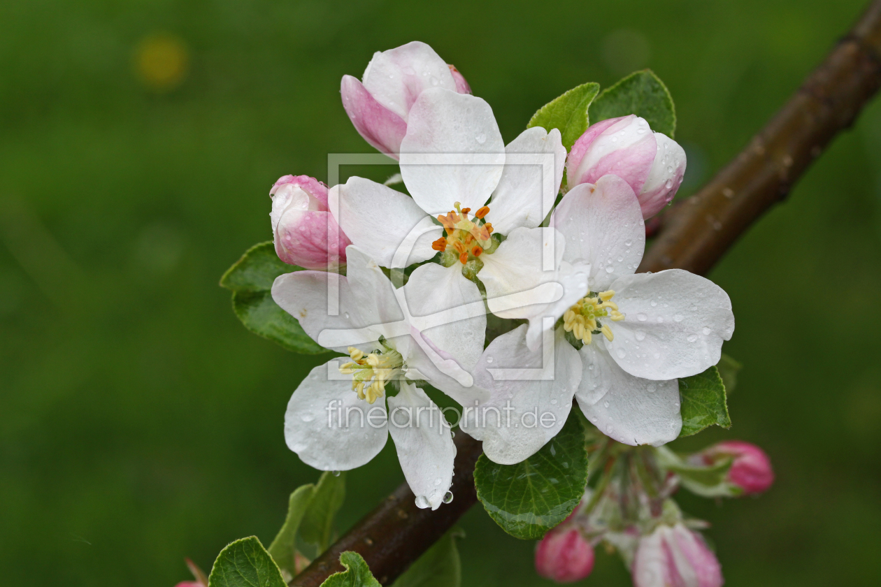 Bild-Nr.: 9641276 Apfelblüten erstellt von Daniela Beyer