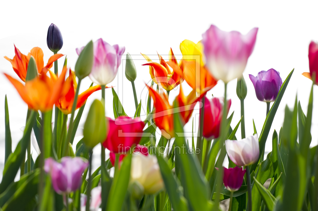 Bild-Nr.: 9641838 Frühlingsfarben 3 erstellt von danielschoenen