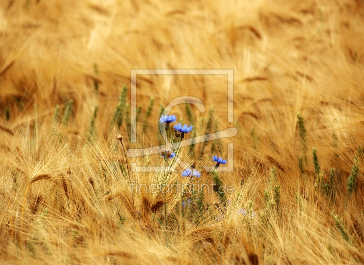 Bild-Nr.: 9643468 Im Kornfeld erstellt von Susann Mielke