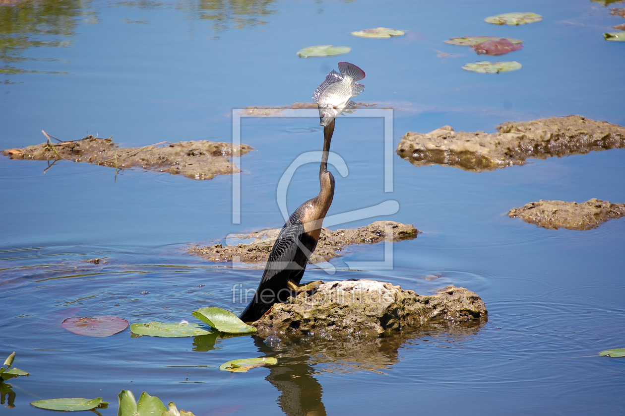 Bild-Nr.: 9643488 Anhinga auf Fischfang erstellt von Eberhard