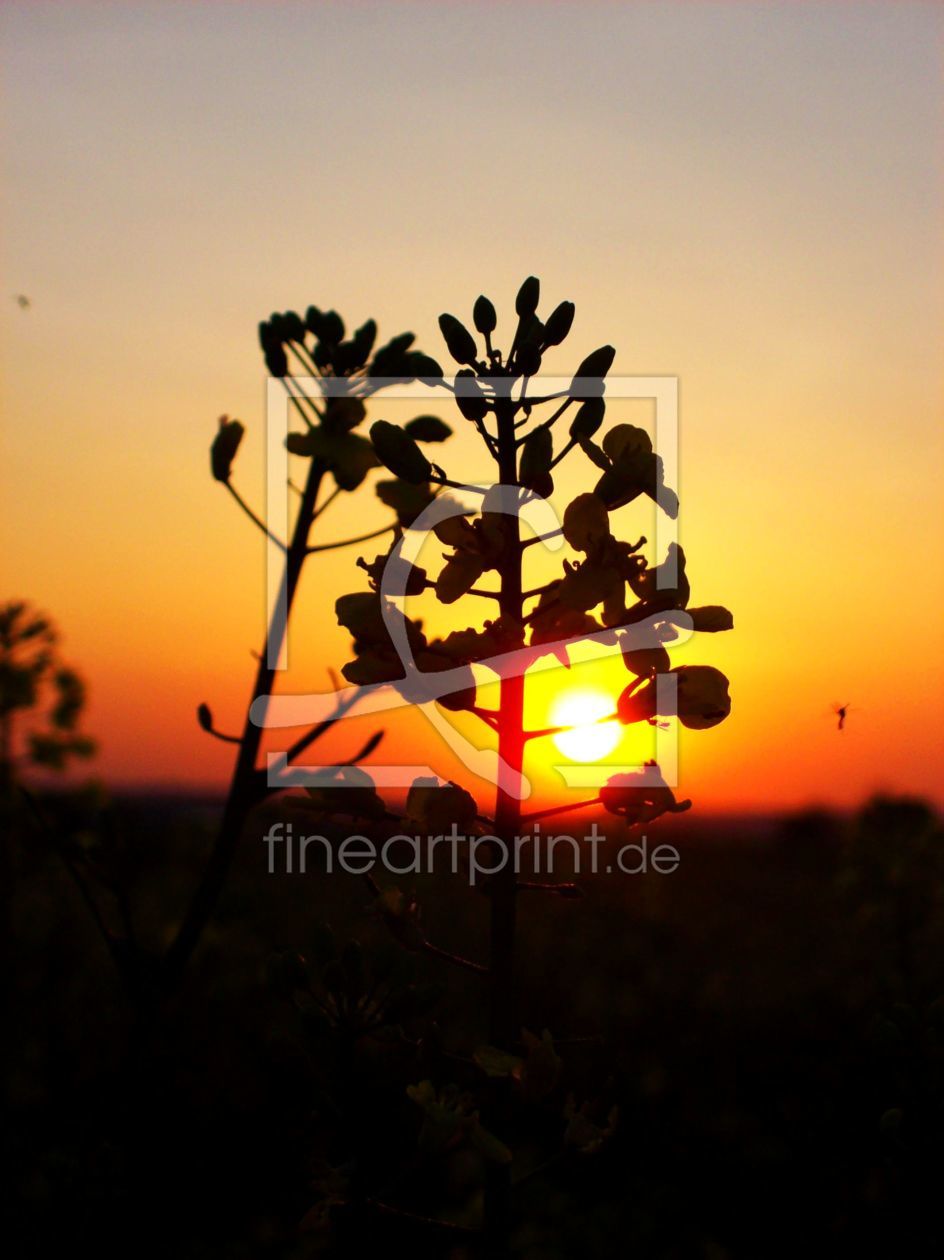 Bild-Nr.: 9643774 Raps-Sunset erstellt von Marion227