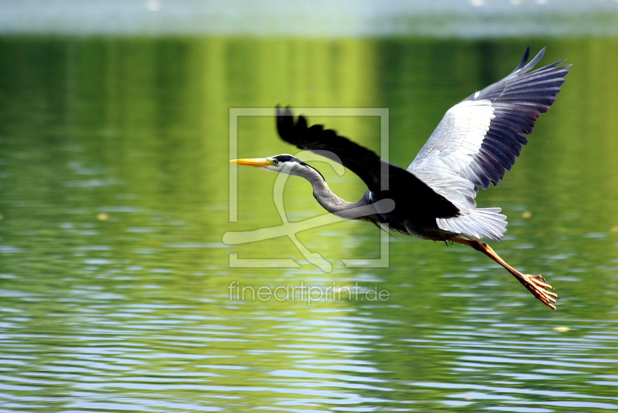 Bild-Nr.: 9644312 BLOSS SCHNELL WEG VON HIER ;-) erstellt von WildlifePhotography