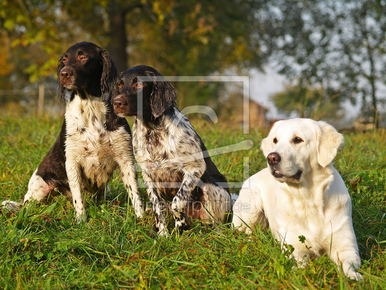 Bild-Nr.: 9645146 Golden Retriever Jagdhunde erstellt von andy2902