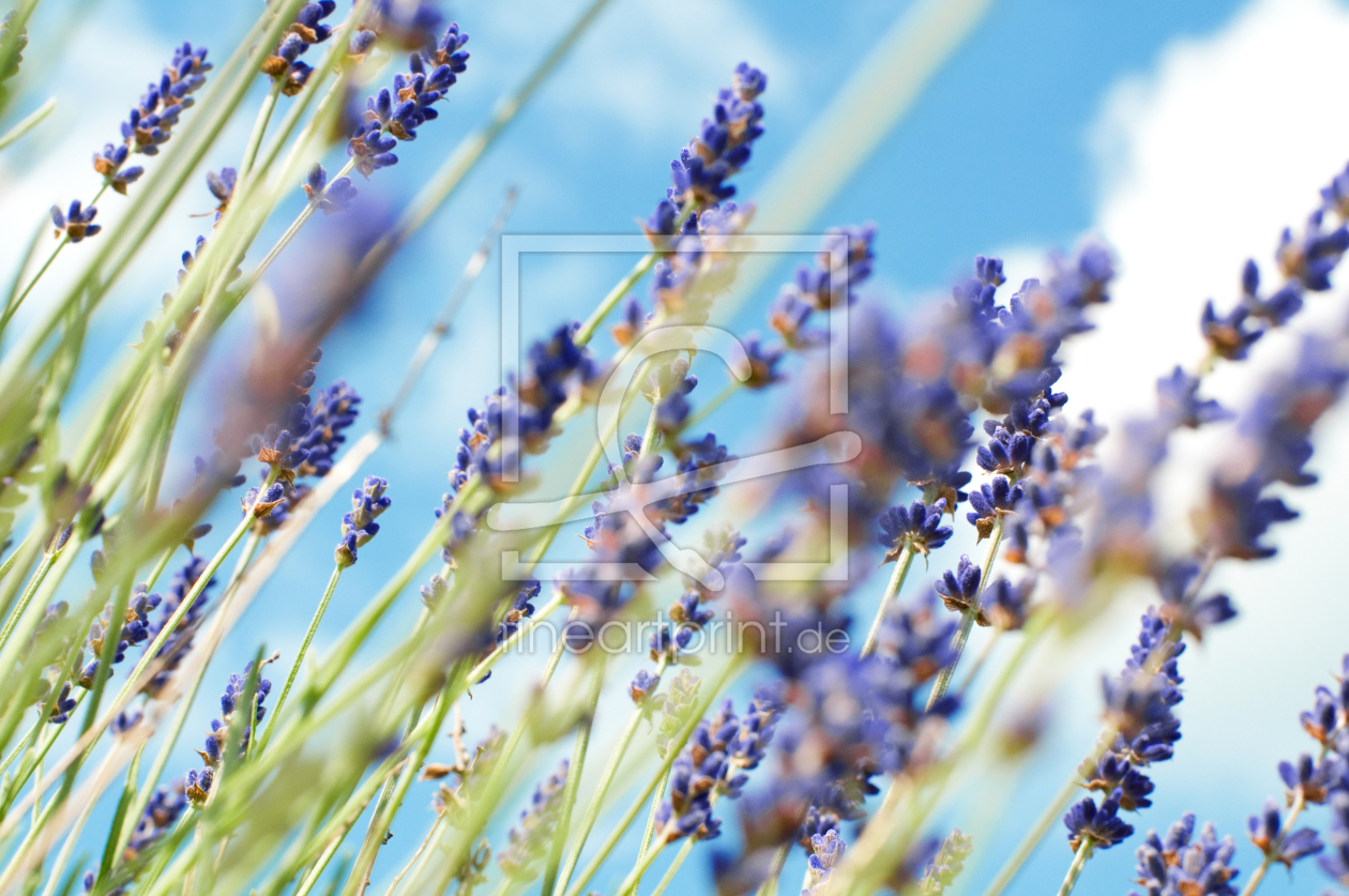 Bild-Nr.: 9646368 Lavendel erstellt von danielschoenen