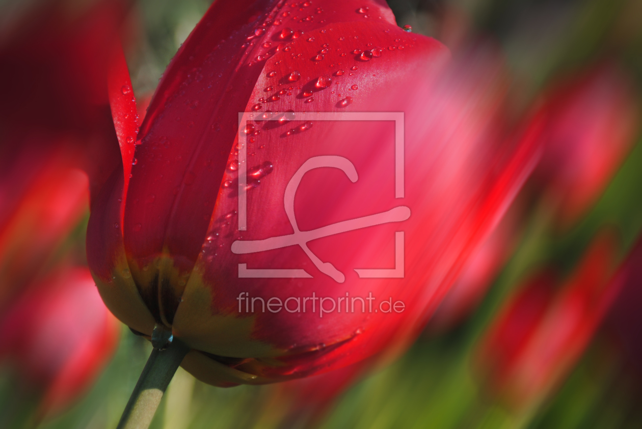 Bild-Nr.: 9646396 Tulpe mit Tautropfen erstellt von scorpion10