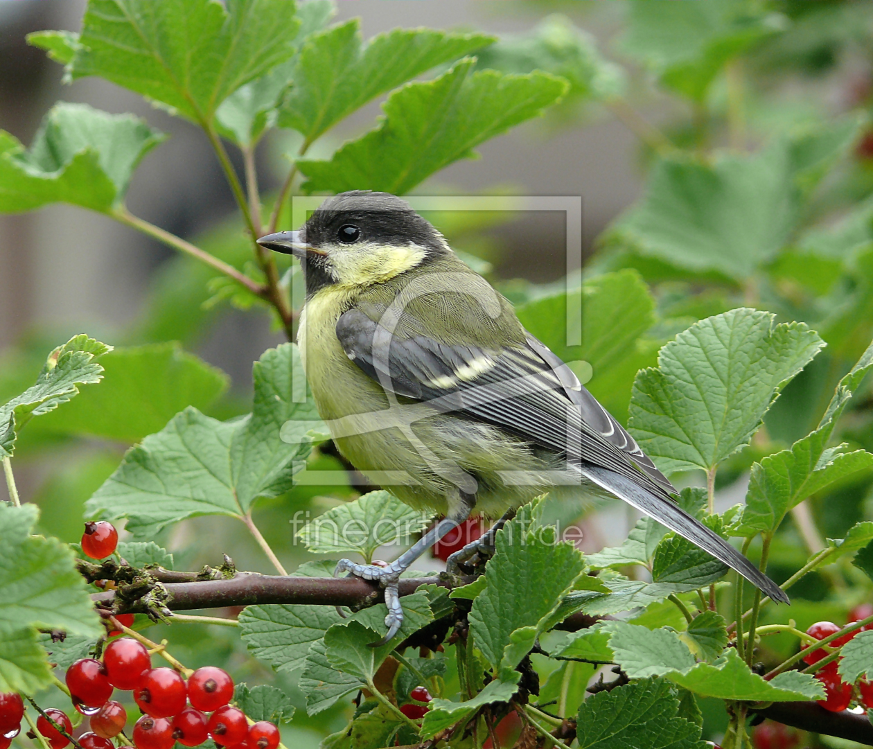 Bild-Nr.: 9648012 Kohlmeise erstellt von gabii40