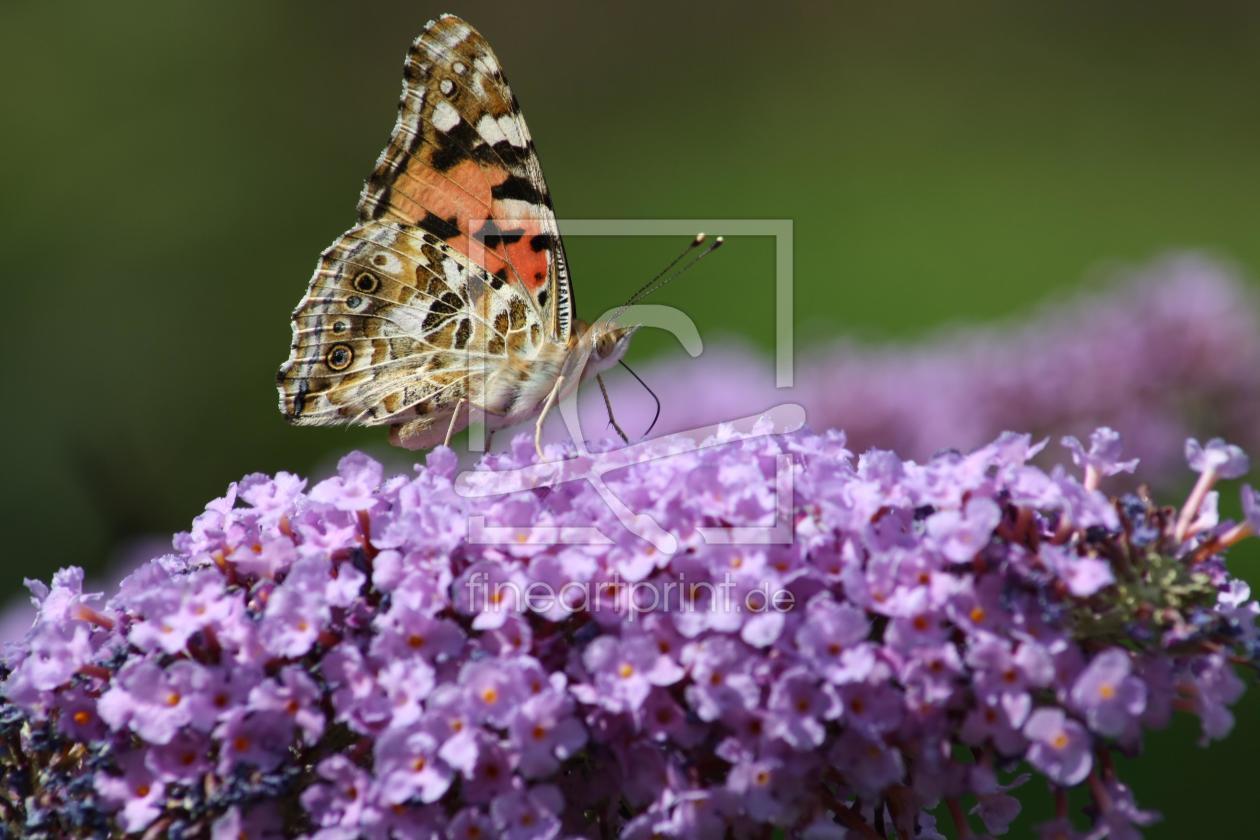 Bild-Nr.: 9651778 Schmetterlingsstrauch erstellt von falconer59
