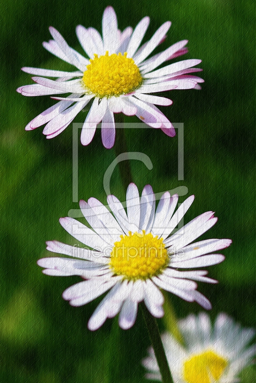 Bild-Nr.: 9651902 Gänseblümchen erstellt von gabii40