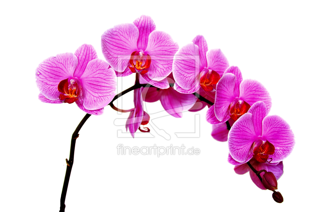 Bild-Nr.: 9652264 Orchidee erstellt von SandraB