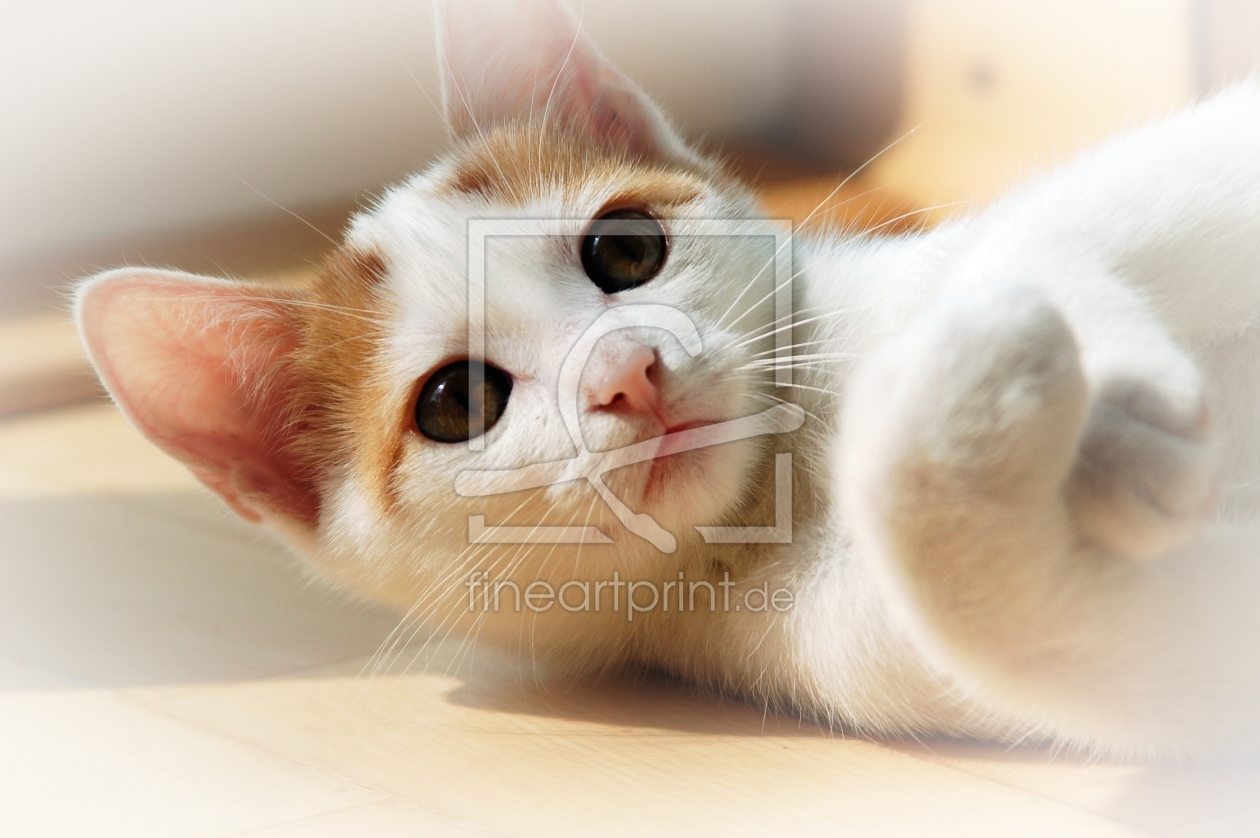 Bild-Nr.: 9653738 Katzenaugen erstellt von Bettina Schnittert
