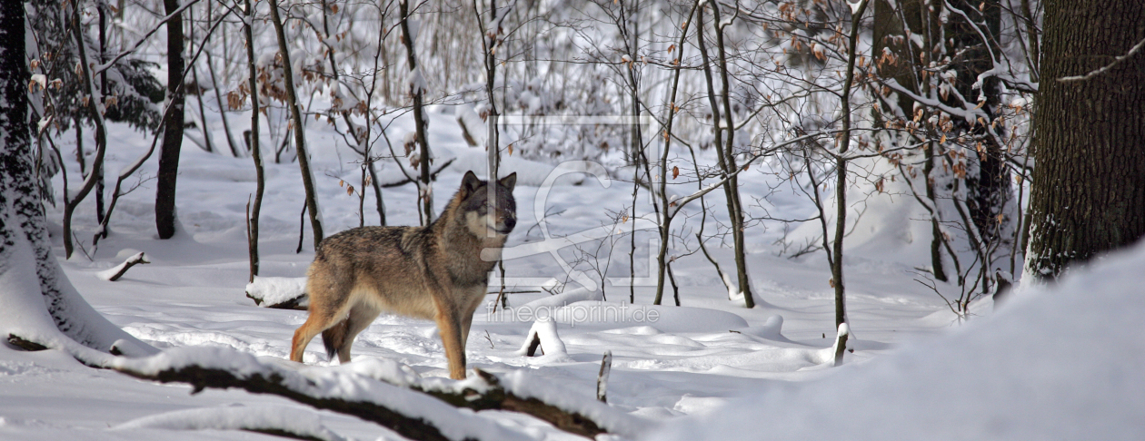 Bild-Nr.: 9653866 Wölfe im Wald 1 erstellt von pixelschmied