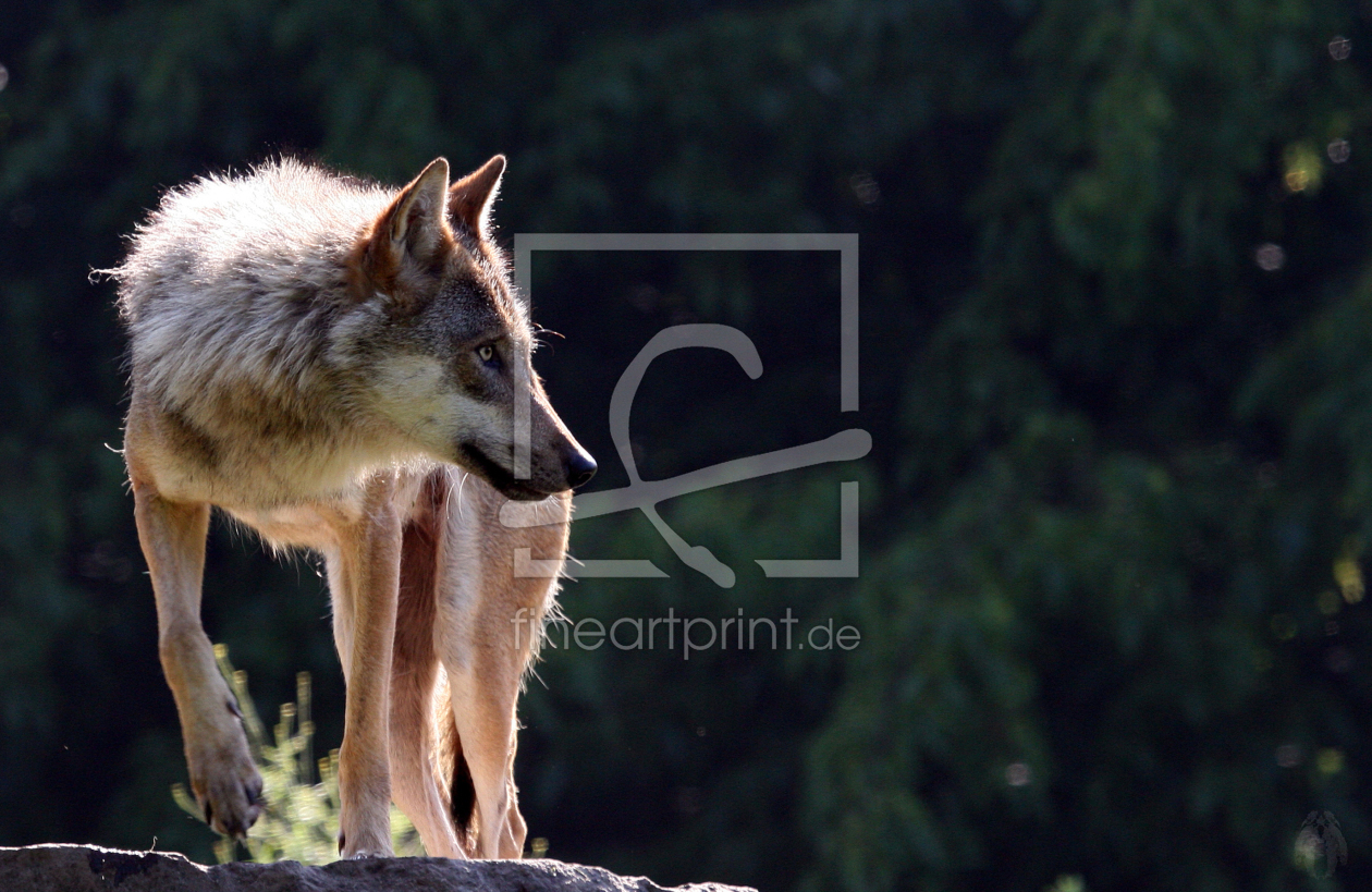 Bild-Nr.: 9653890 Wolf auf Fels 1 erstellt von pixelschmied