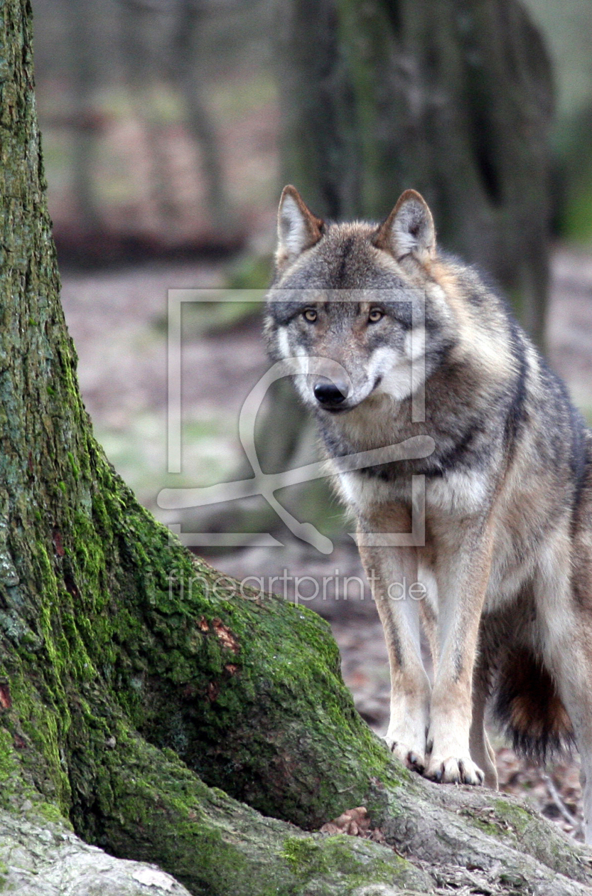 Bild-Nr.: 9653900 Wölfe im Wald 4 erstellt von pixelschmied