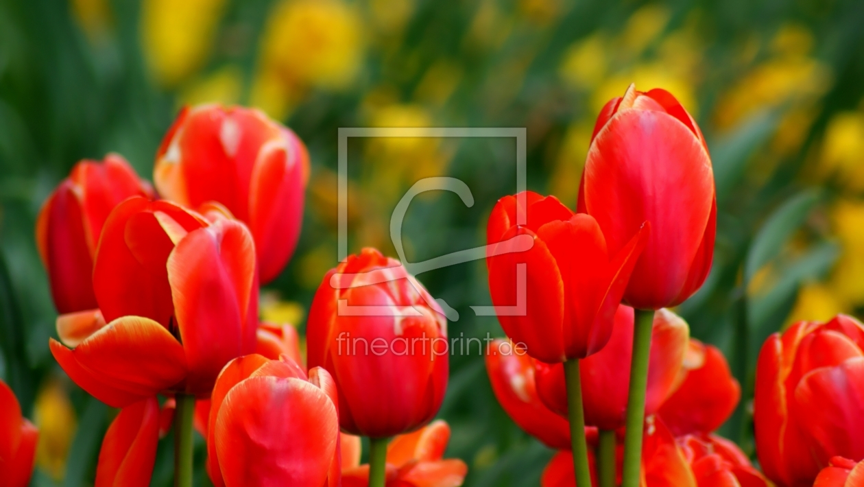 Bild-Nr.: 9654072 Colours erstellt von youhaveadream