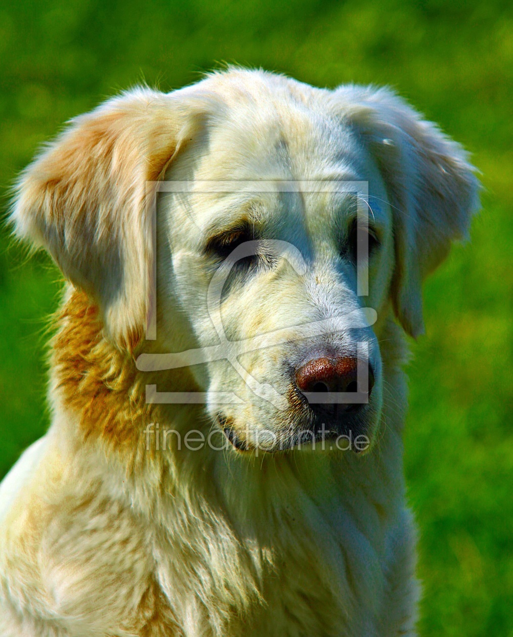 Bild-Nr.: 9654360 Golden Retriever Portrait erstellt von andy2902