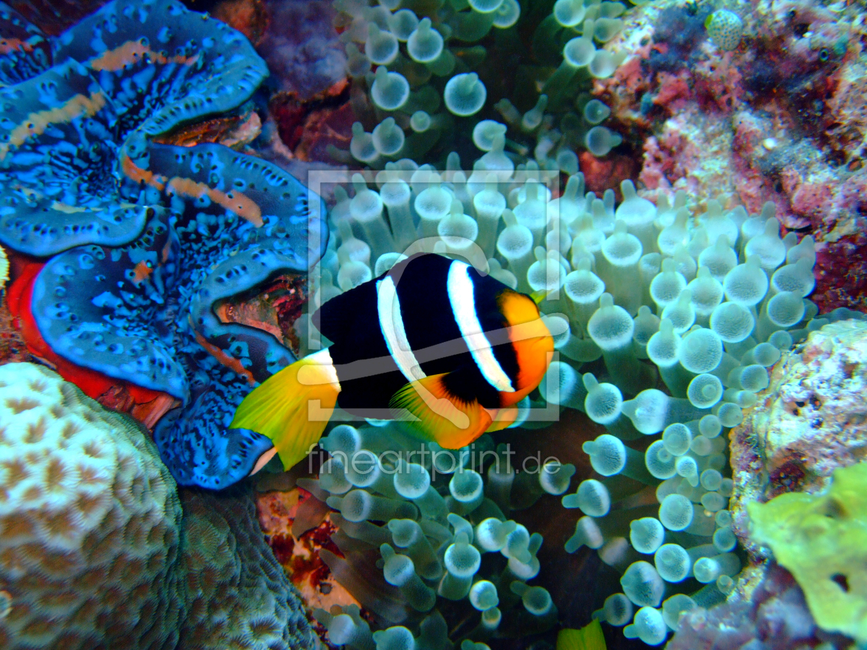Bild-Nr.: 9655540 Anemonenfisch erstellt von Malediven-Bilder-de