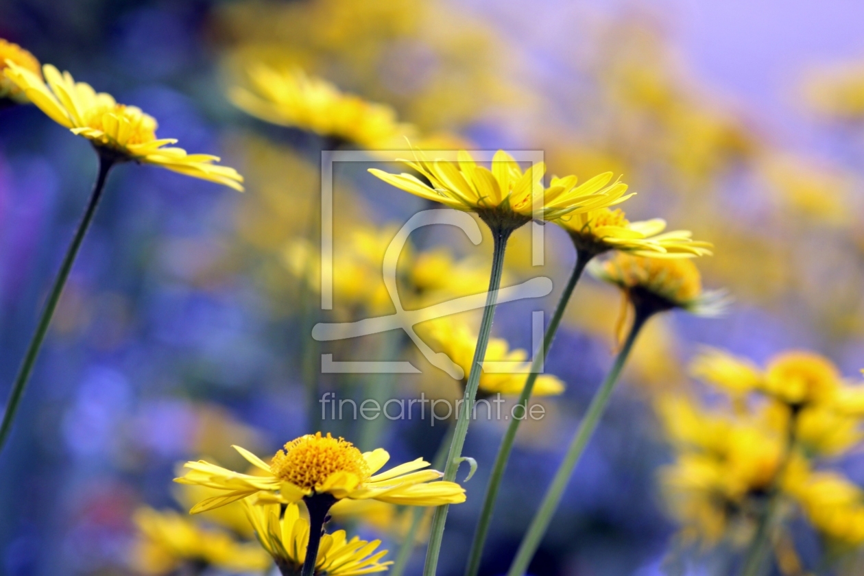 Bild-Nr.: 9656994 Sommertraum erstellt von Renate Knapp