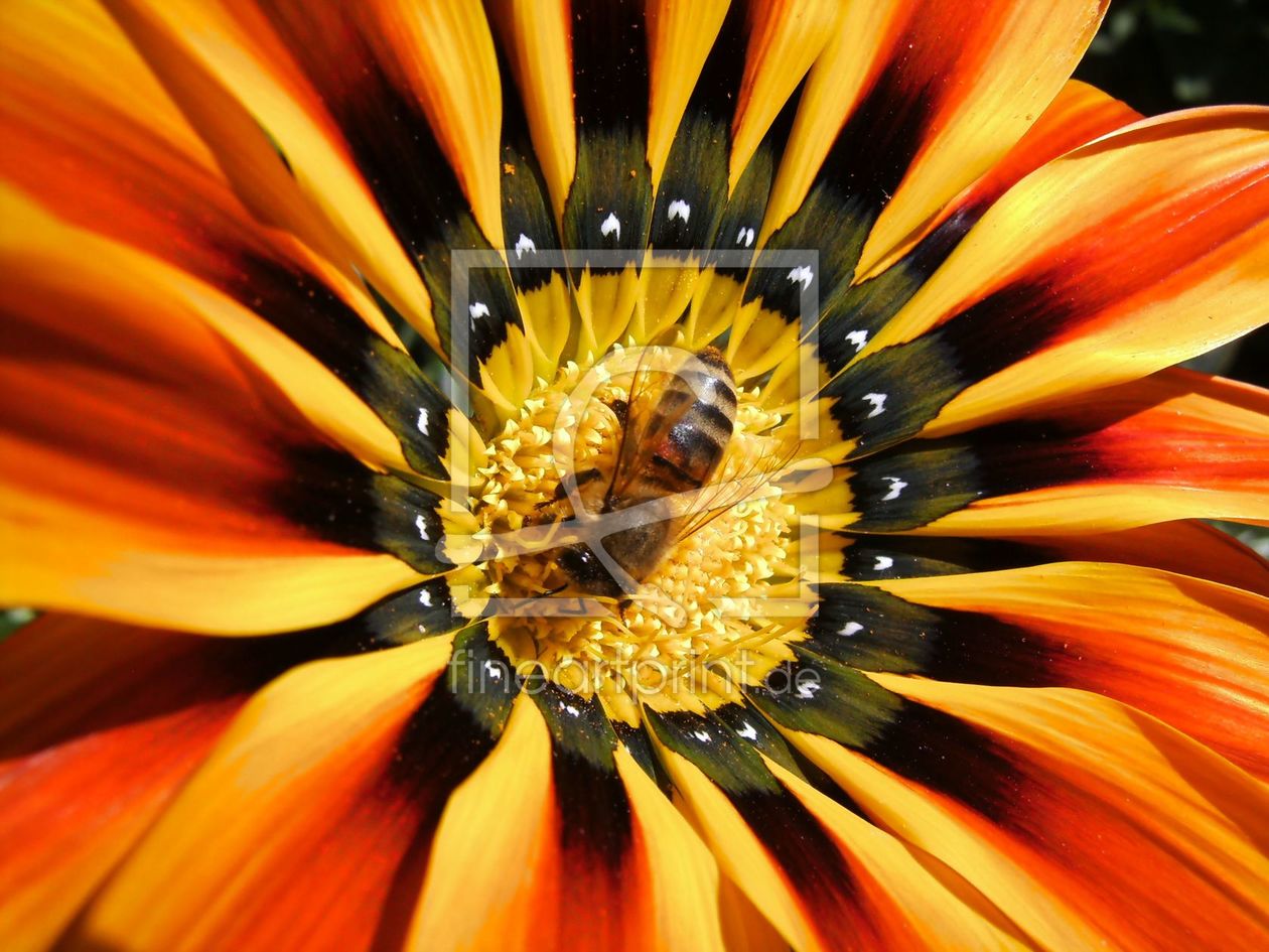 Bild-Nr.: 9657028 die Biene erstellt von Schmackolafatz