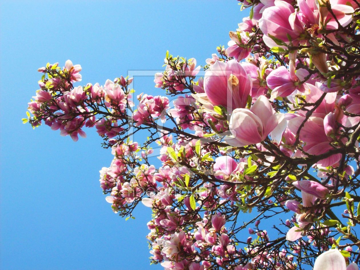 Bild-Nr.: 9658170 Magnolienhimmel erstellt von Marion227