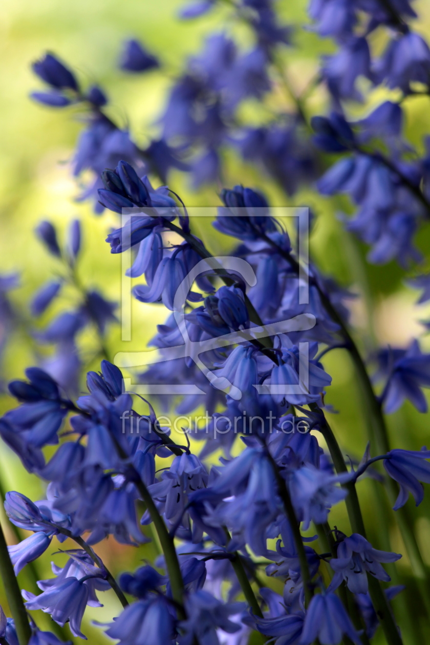 Bild-Nr.: 9659984 Blaue Sinfonie erstellt von Renate Knapp