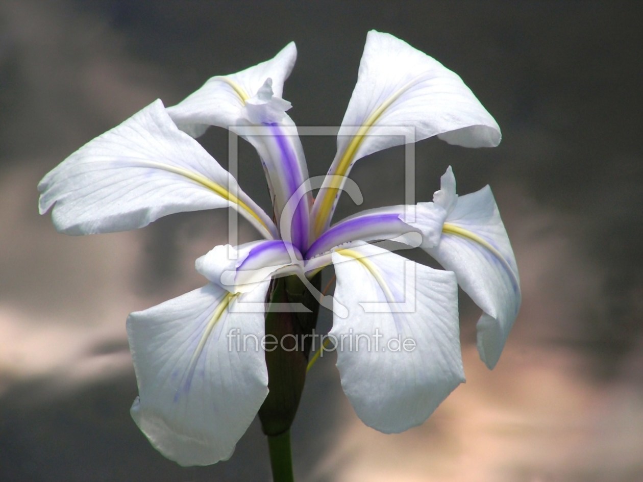 Bild-Nr.: 9661138 Irisblüten erstellt von Renate Knapp