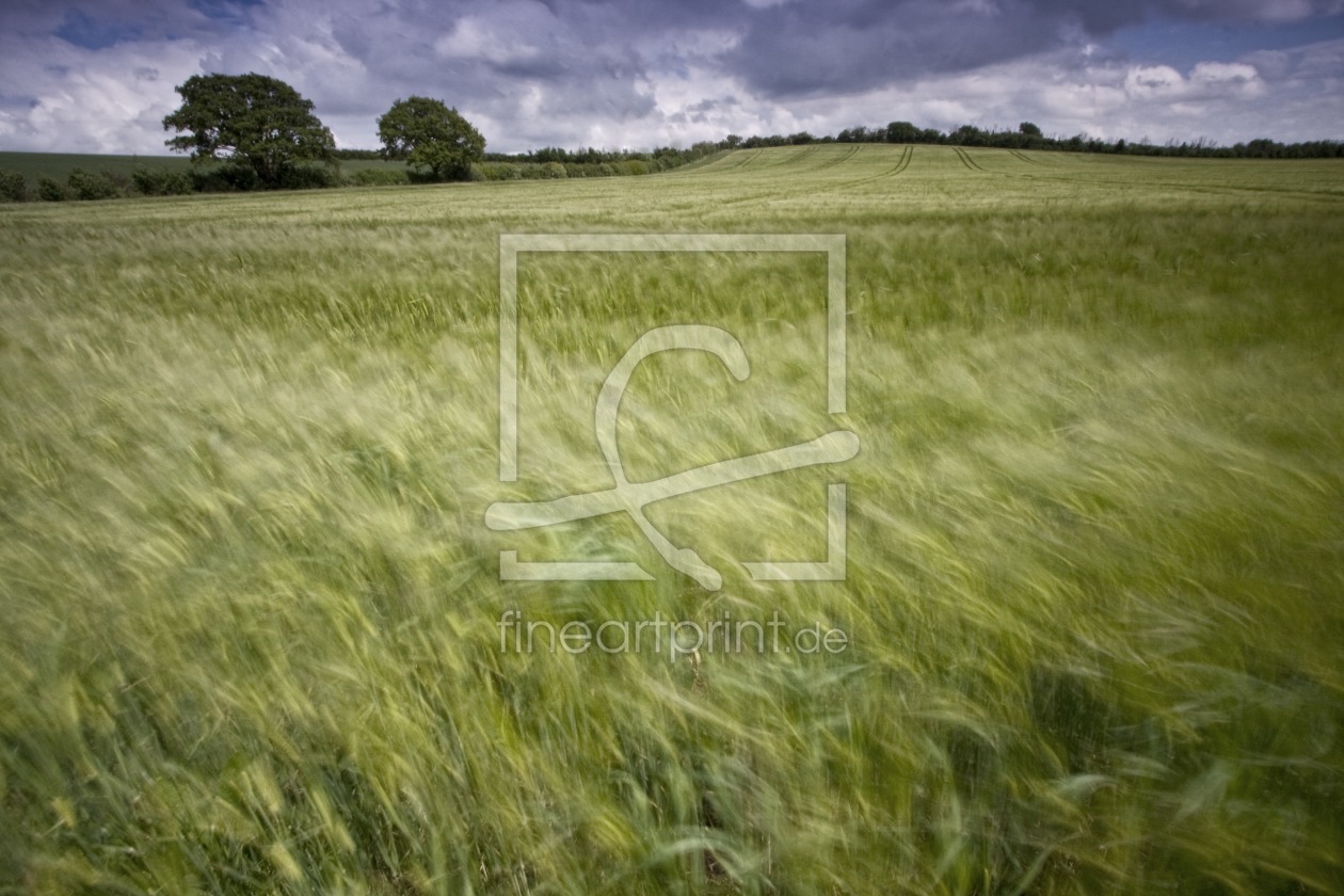 Bild-Nr.: 9663876 Weizenfeld in England erstellt von fredistoeckl