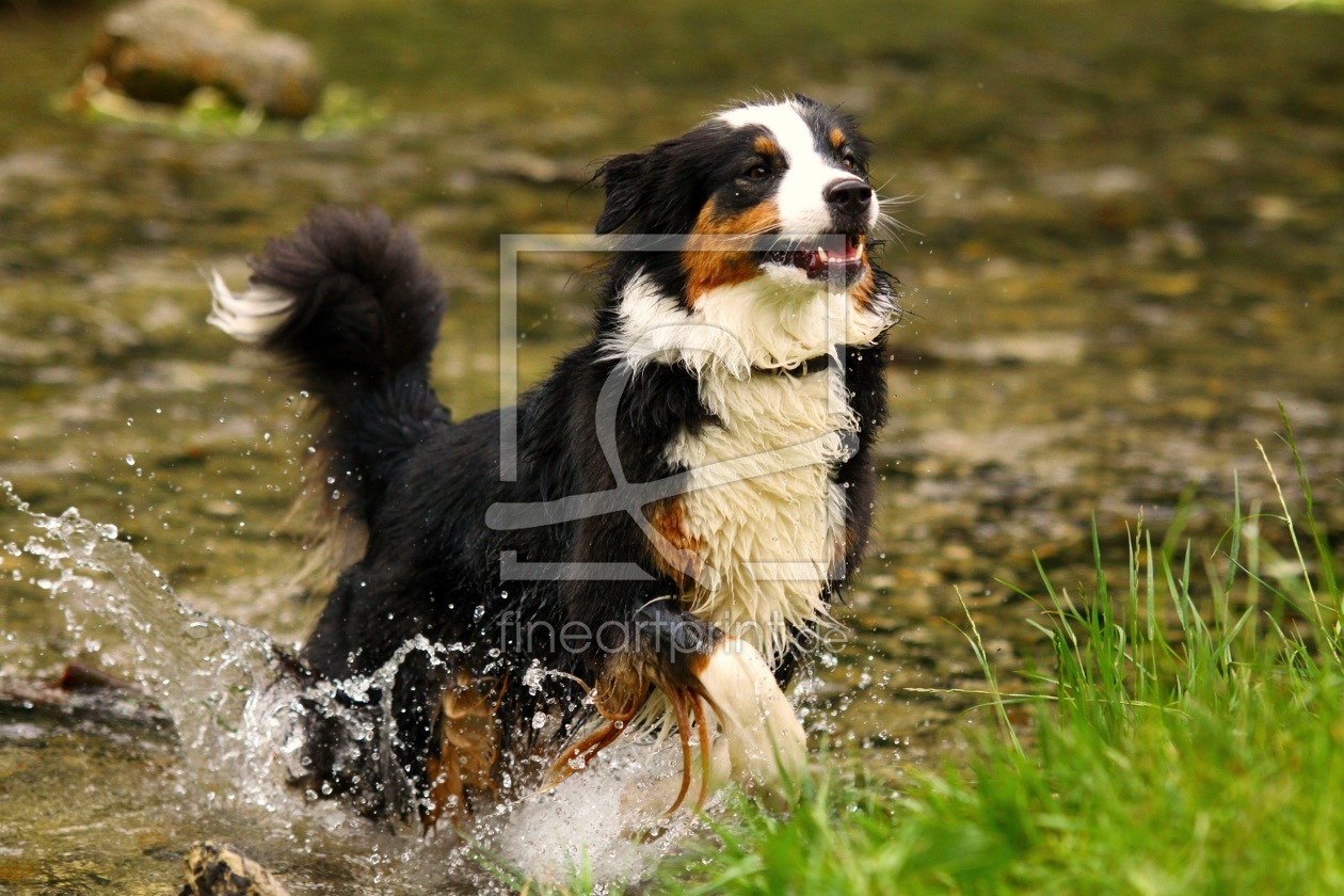 Bild-Nr.: 9663968 Australian Sheperd erstellt von andy2902