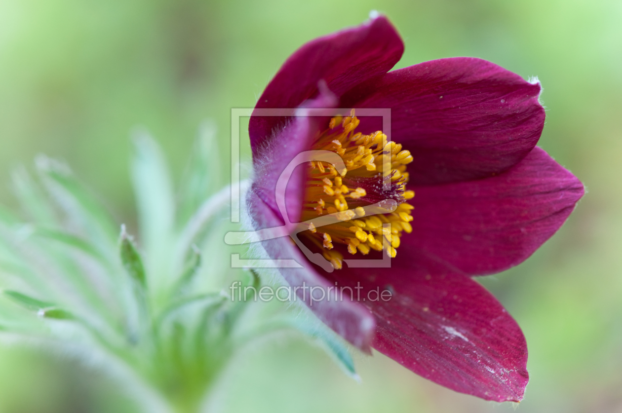 Bild-Nr.: 9665398 anemone erstellt von cohelia