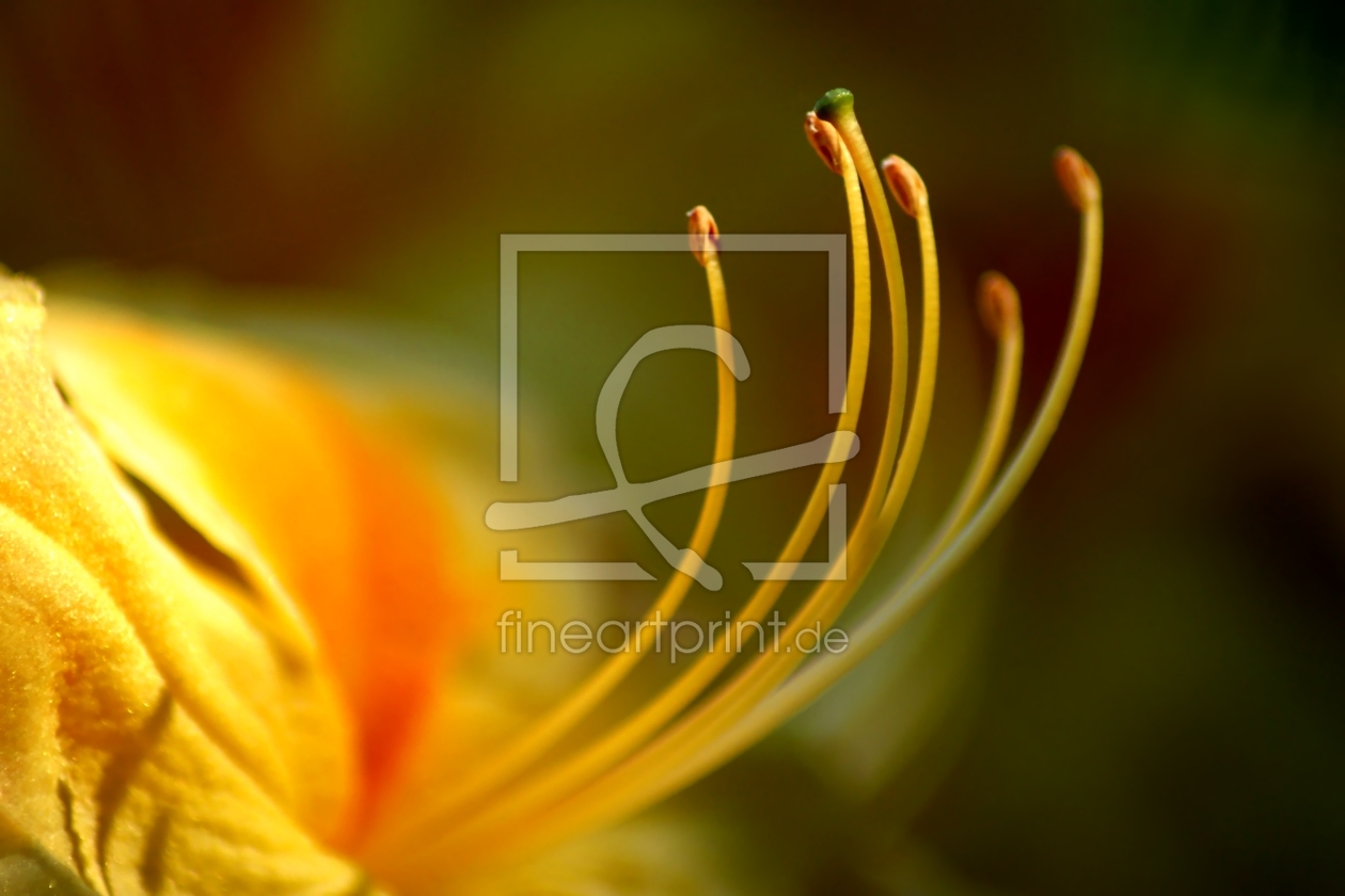 Bild-Nr.: 9665716 Macro erstellt von youhaveadream