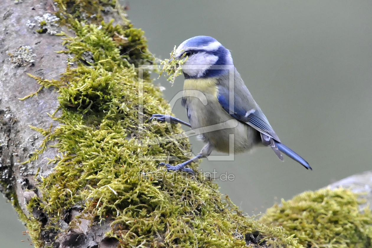 Bild-Nr.: 9666010 Blaumeise erstellt von mueller54