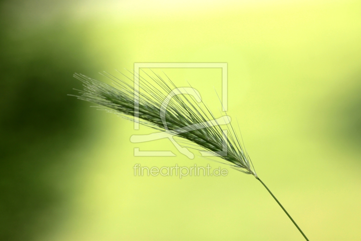 Bild-Nr.: 9670336 Filigran erstellt von Renate Knapp