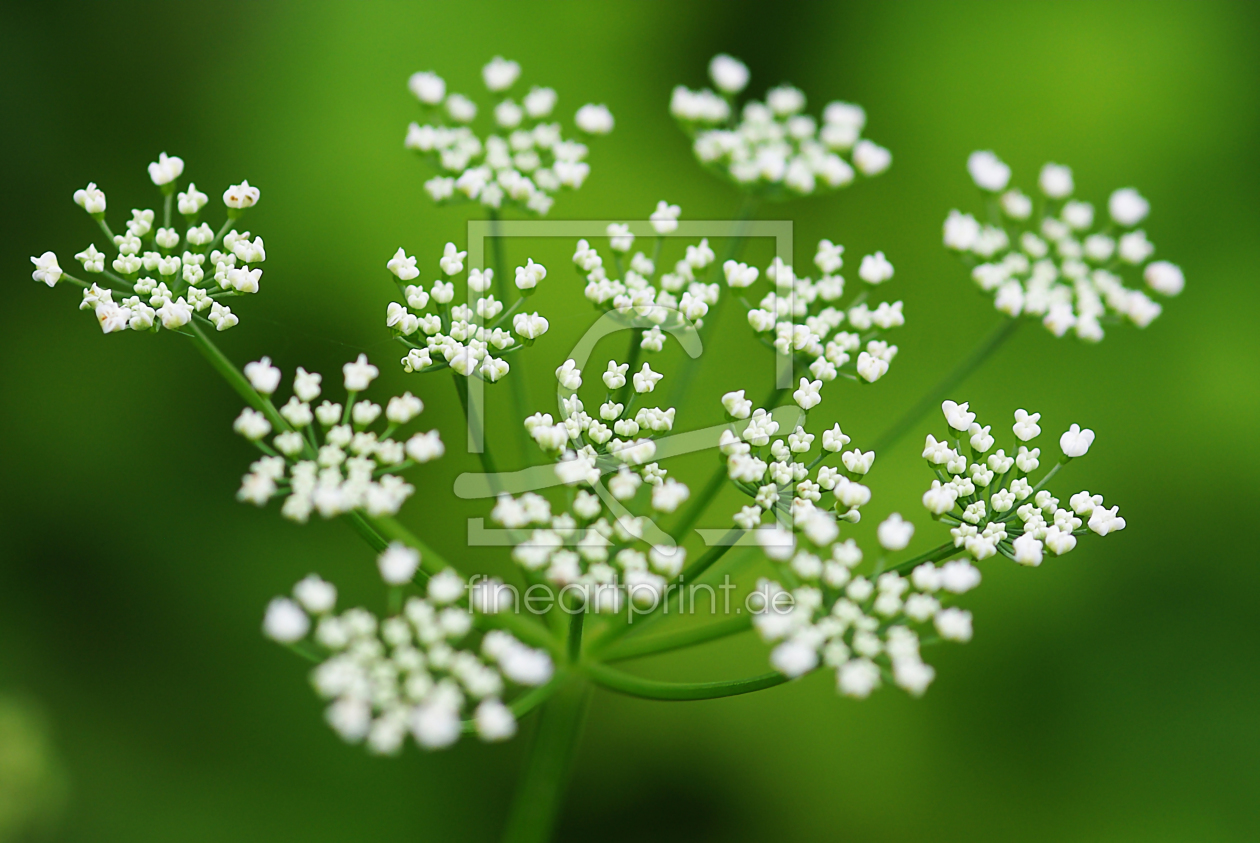 Bild-Nr.: 9671288 Wilde Möhre Daucus carota erstellt von gabii40