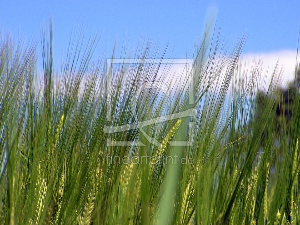 Bild-Nr.: 9674120 Sommerwind erstellt von Renate Knapp