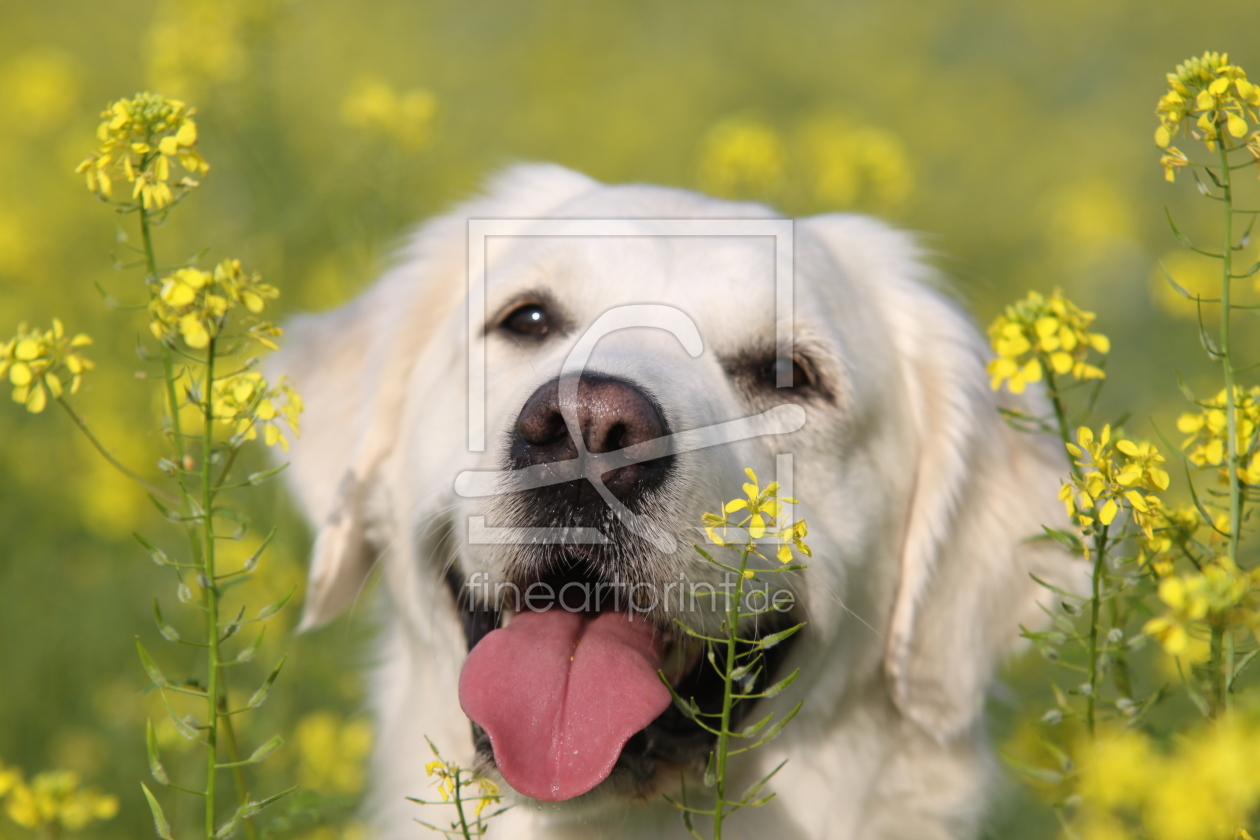Bild-Nr.: 9674916 Golden Retriever im Rapsfeld erstellt von andy2902