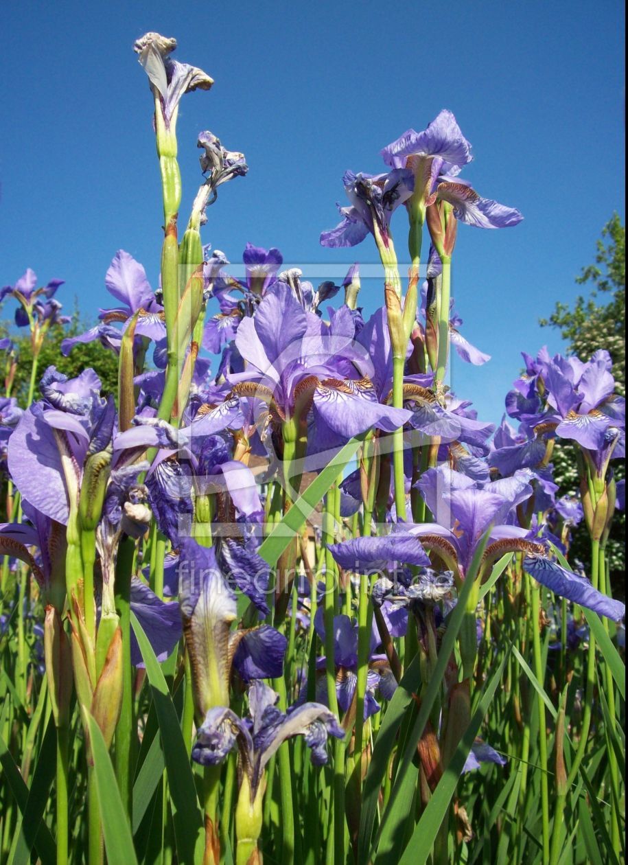 Bild-Nr.: 9676266 Lila Lilien erstellt von Marion227