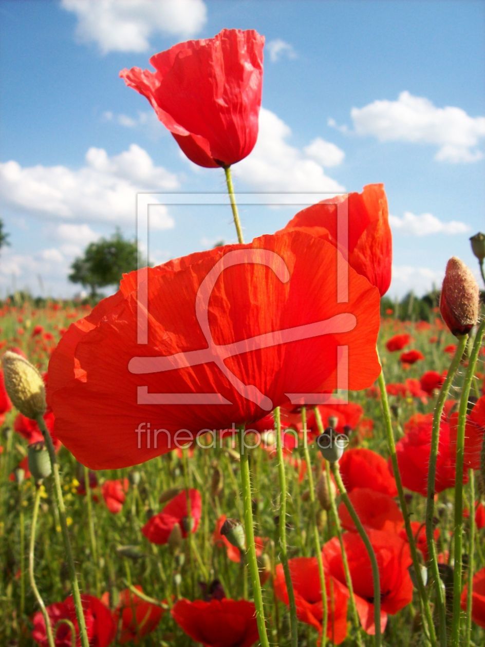 Bild-Nr.: 9678846 Mohn-Flowers erstellt von Marion227