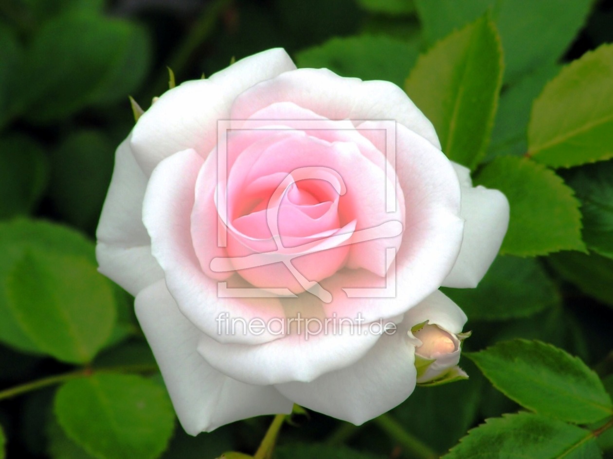 Bild-Nr.: 9679668 Rosenträume erstellt von Renate Knapp