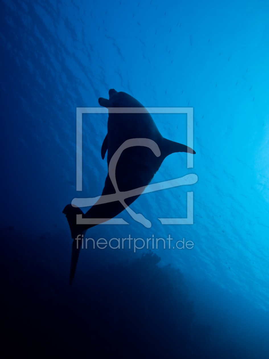 Bild-Nr.: 9679804 Delfin I erstellt von scubaphotofactory