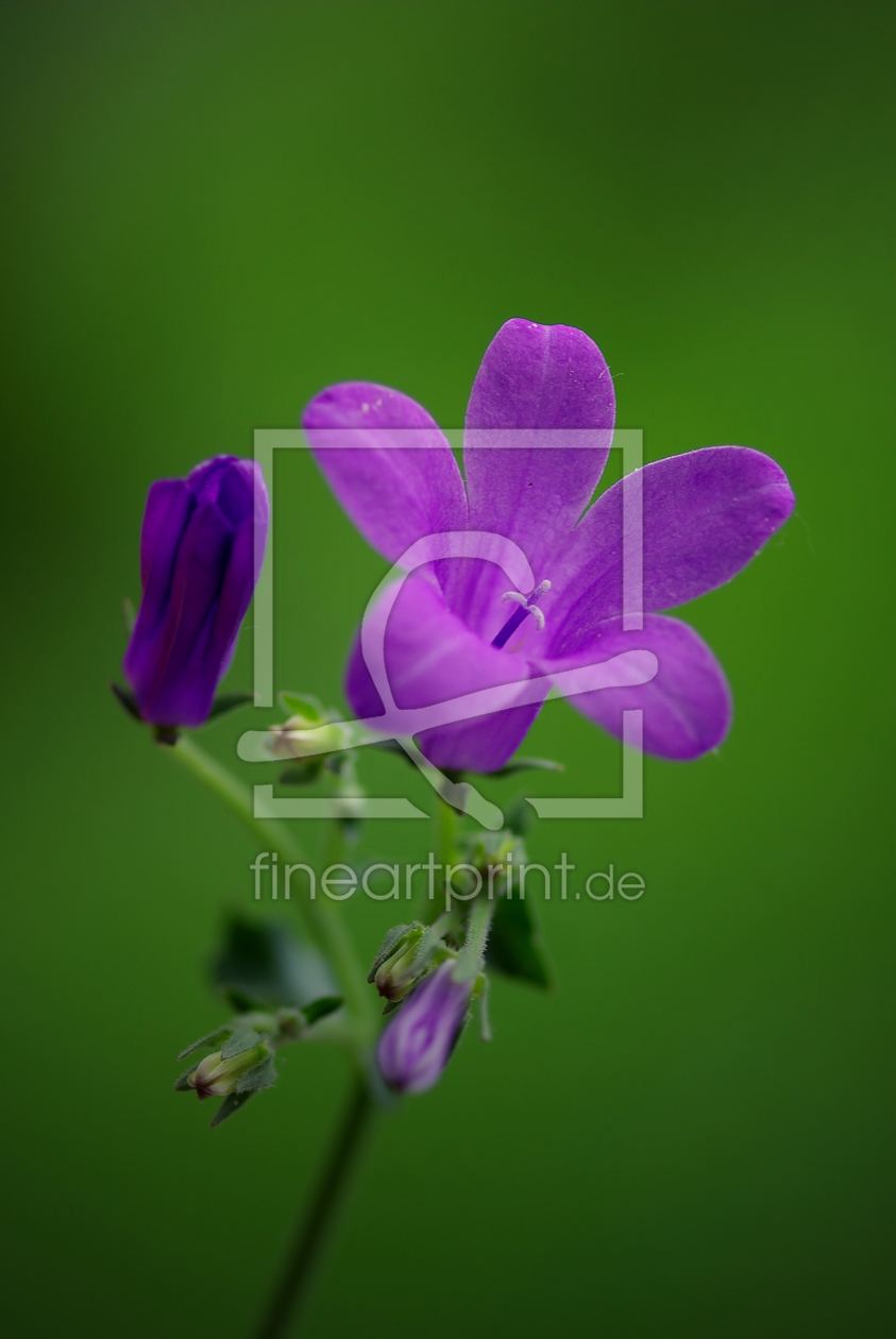 Bild-Nr.: 9680216 Glockenblume erstellt von gabii40