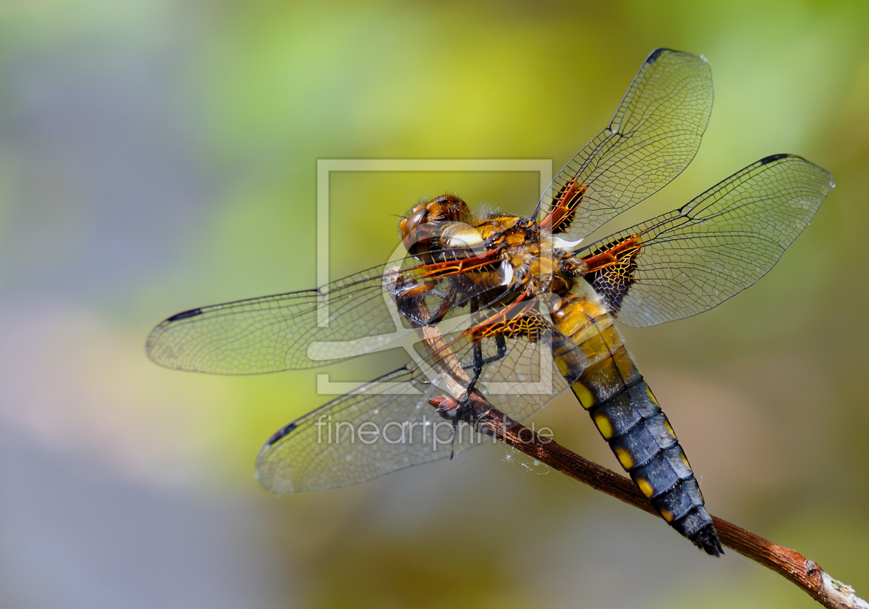 Bild-Nr.: 9680358 Broad-bodied Chaser erstellt von KamboDscha